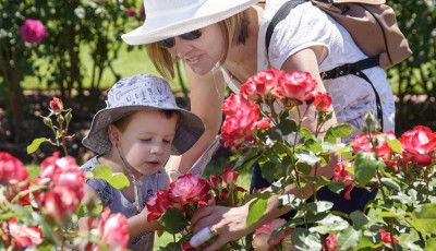 State Rose & Garden Show CANCELLED | Wyndham City